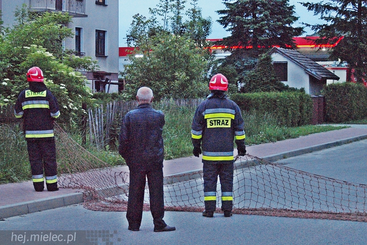 Samica łosia na ulicach Mielca