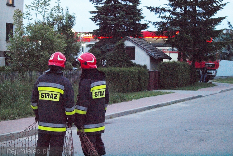 Samica łosia na ulicach Mielca