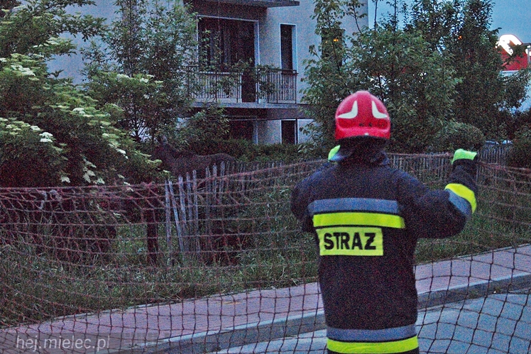 Samica łosia na ulicach Mielca