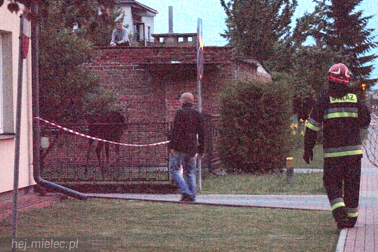 Samica łosia na ulicach Mielca