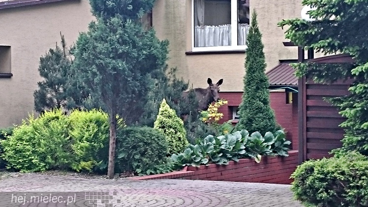Samica łosia na ulicach Mielca