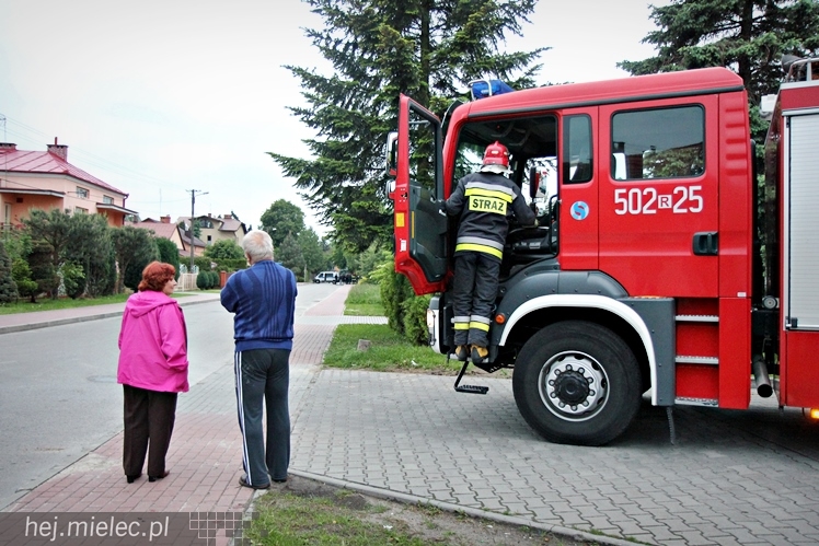 Samica łosia na ulicach Mielca