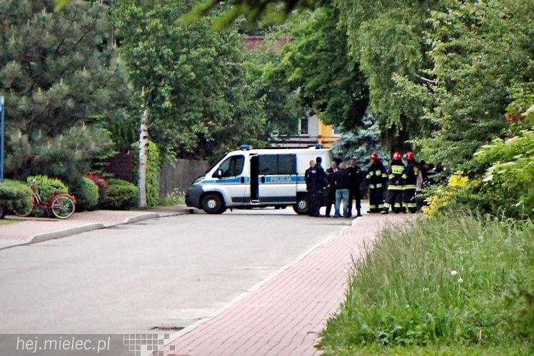 Samica łosia na ulicach Mielca