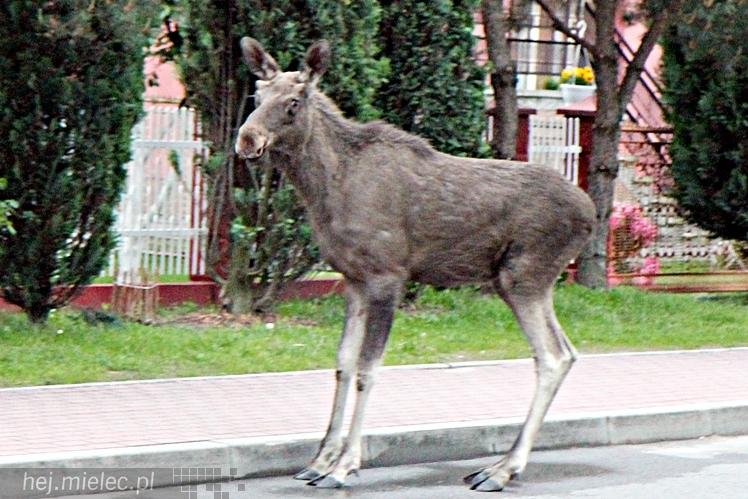 Samica łosia na ulicach Mielca