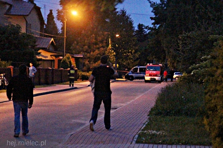 Samica łosia na ulicach Mielca