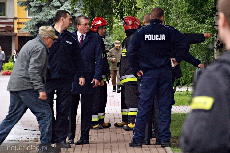 Samica łosia na ulicach Mielca