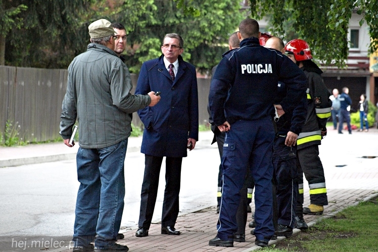 Samica łosia na ulicach Mielca