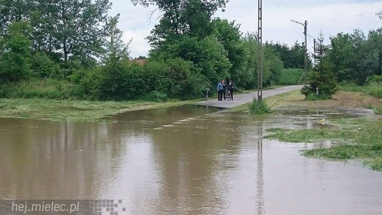Wisłoka wystąpiła z brzegów