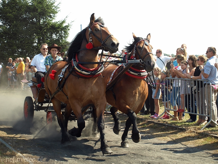 VII Parada Konna w Żarówce