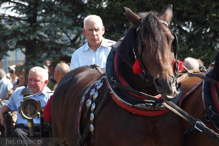 VII Parada Konna w Żarówce