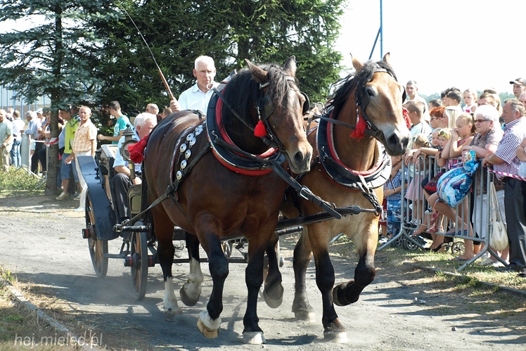 VII Parada Konna w Żarówce