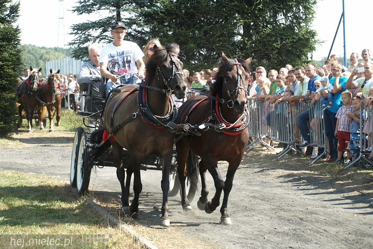 VII Parada Konna w Żarówce
