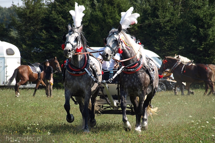 VII Parada Konna w Żarówce