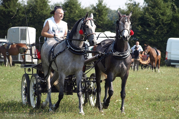 VII Parada Konna w Żarówce