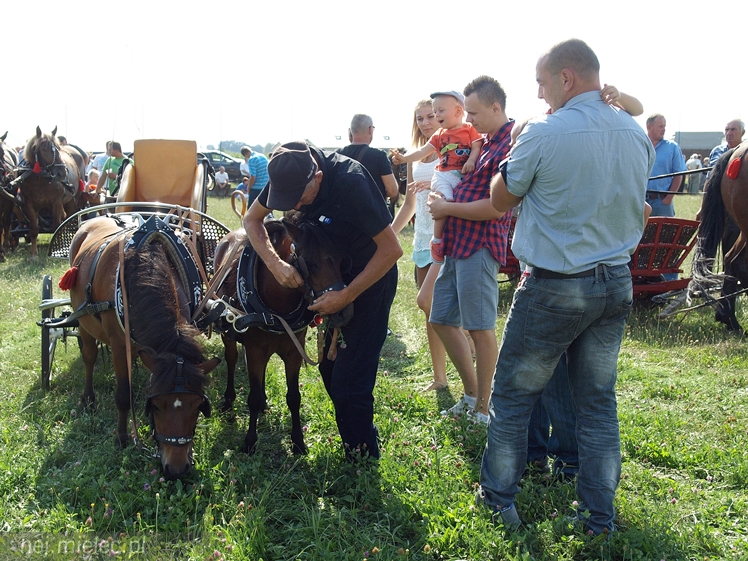 VII Parada Konna w Żarówce