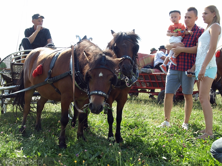 VII Parada Konna w Żarówce