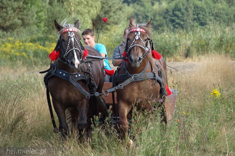 VII Parada Konna w Żarówce