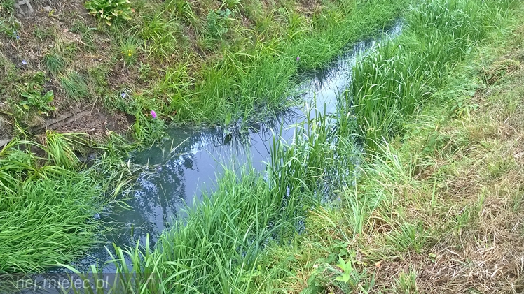 Bobry pokazały jak mielczanie śmiecą i trują