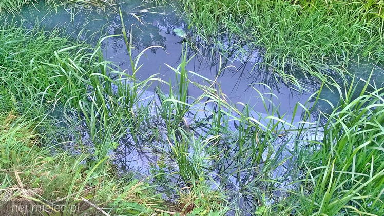 Bobry pokazały jak mielczanie śmiecą i trują