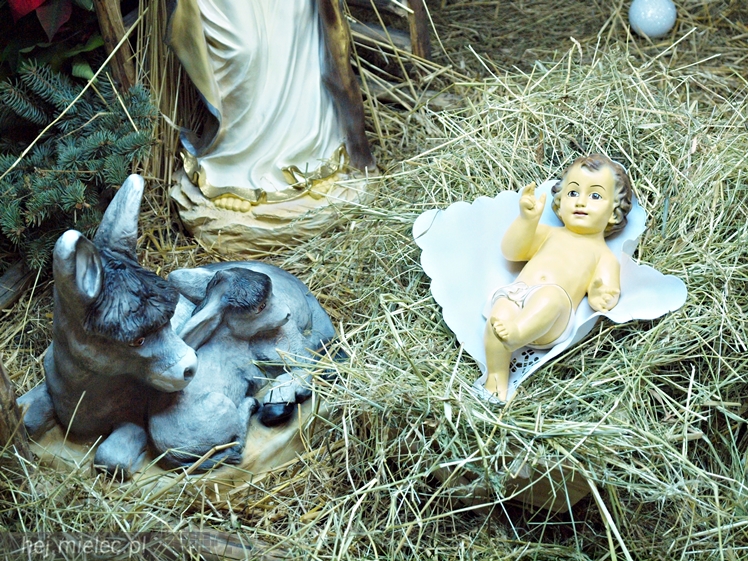 Tradycyjne szopki w mieleckich kościołach. Zobacz jak wyglądają!