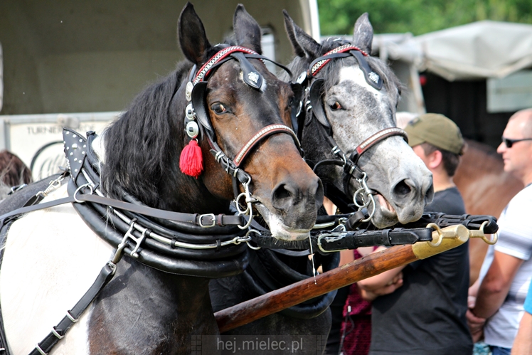 Parada Konna w Żarówce