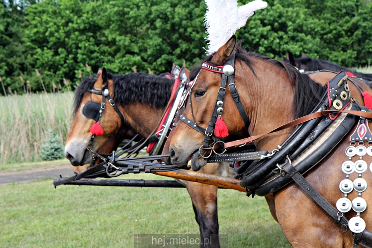 Parada Konna w Żarówce
