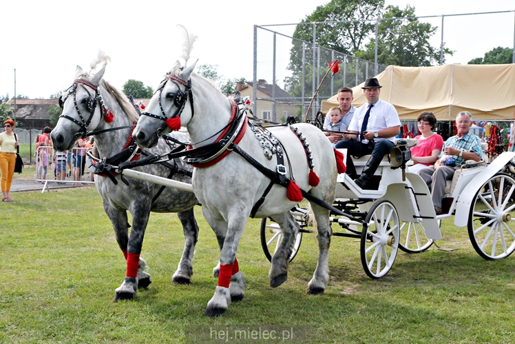 Parada Konna w Żarówce