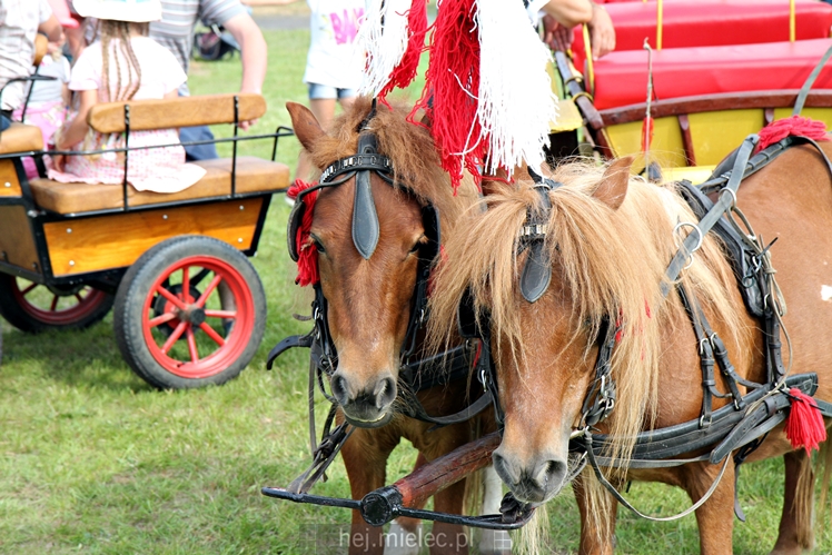 Parada Konna w Żarówce