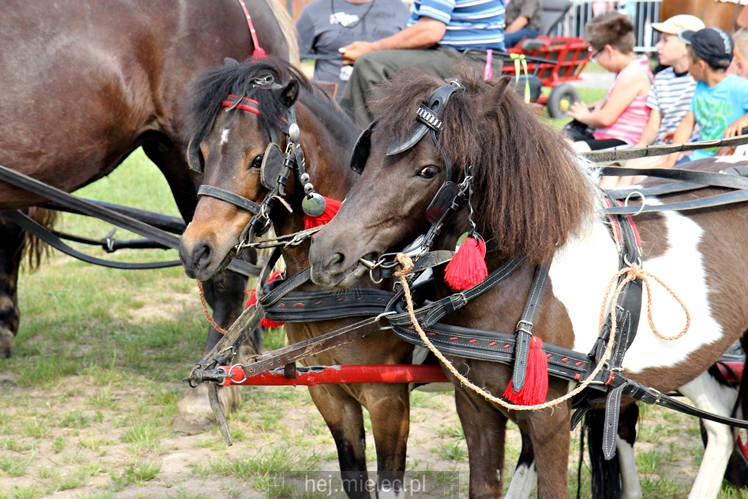 Parada Konna w Żarówce