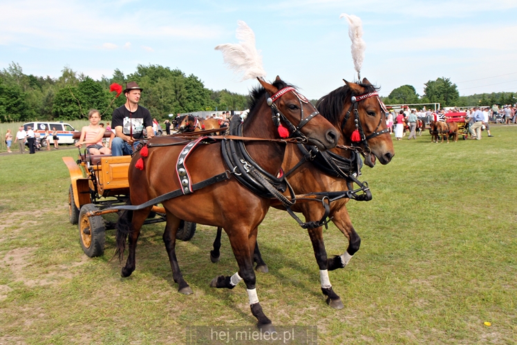 Parada Konna w Żarówce