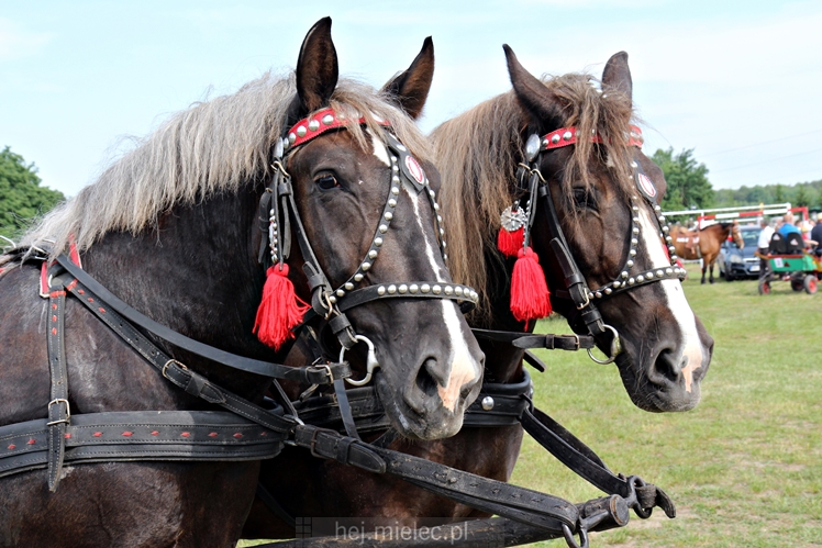 Parada Konna w Żarówce
