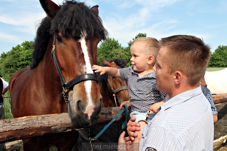 Parada Konna w Żarówce