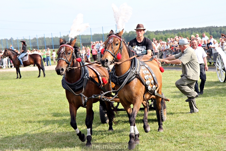 Parada Konna w Żarówce