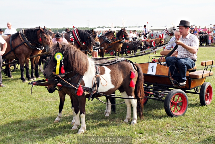 Parada Konna w Żarówce