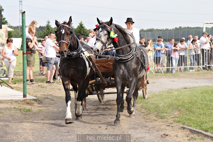 Parada Konna w Żarówce