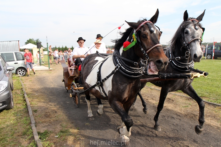 Parada Konna w Żarówce