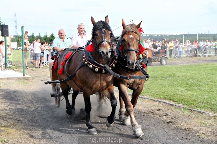 Parada Konna w Żarówce