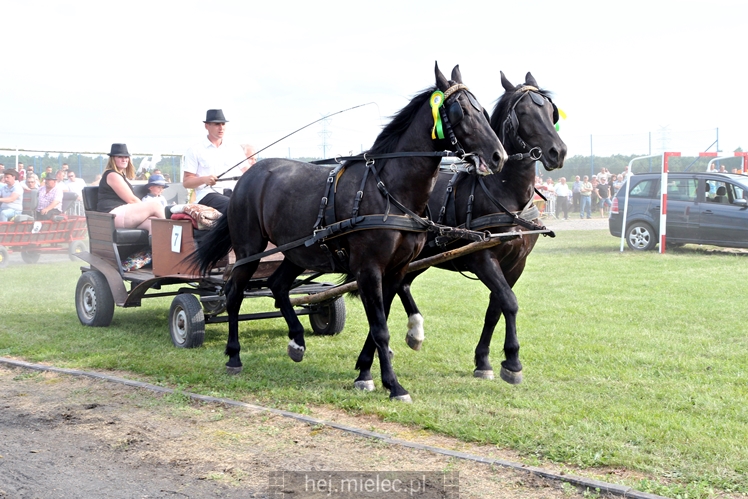 Parada Konna w Żarówce
