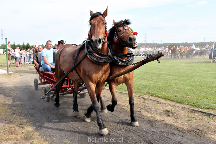 Parada Konna w Żarówce