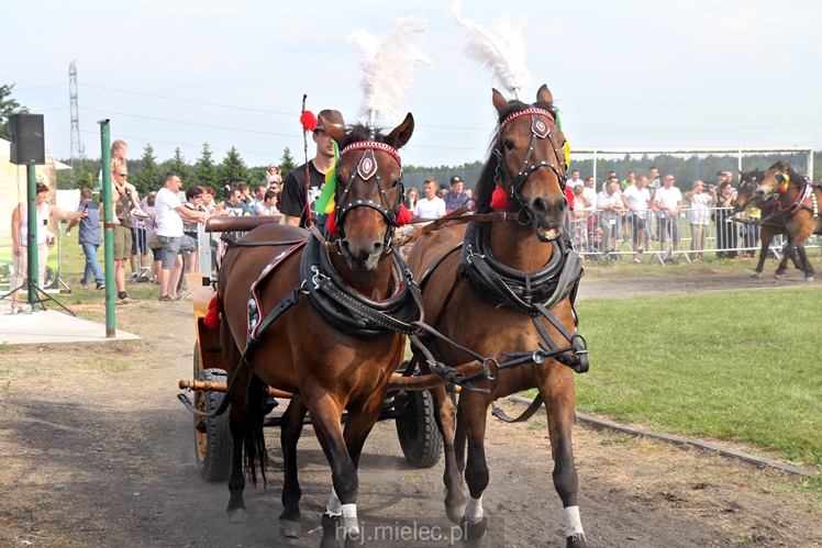 Parada Konna w Żarówce