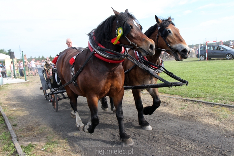 Parada Konna w Żarówce