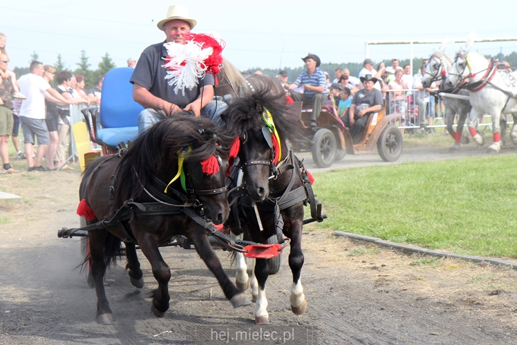 Parada Konna w Żarówce