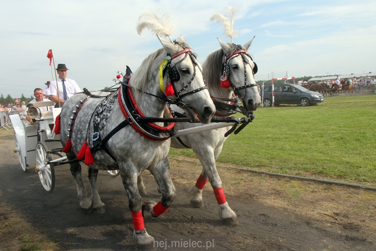 Parada Konna w Żarówce