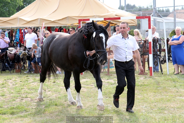 Parada Konna w Żarówce