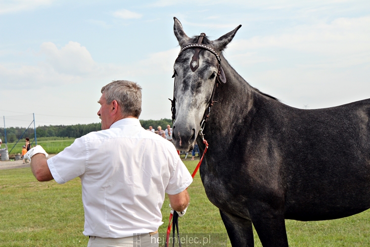 Parada Konna w Żarówce