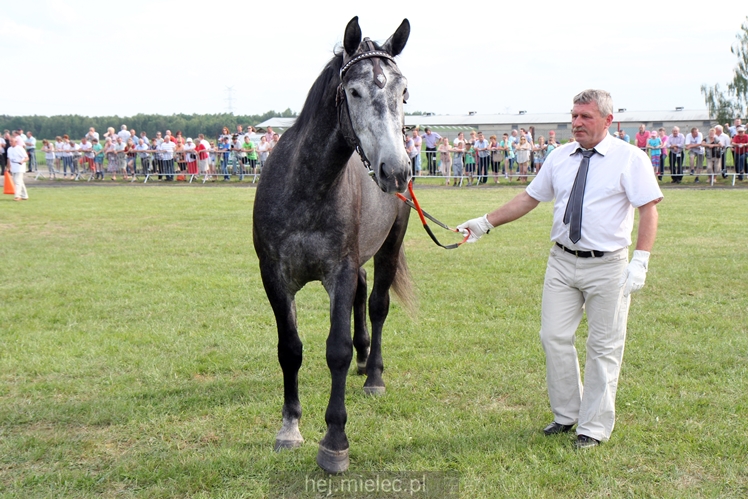 Parada Konna w Żarówce