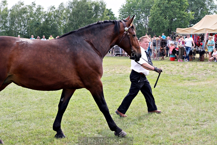 Parada Konna w Żarówce