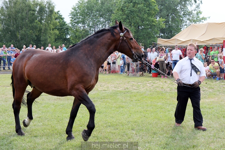 Parada Konna w Żarówce