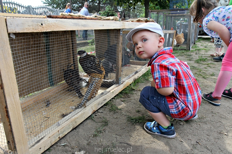 Parada Konna w Żarówce