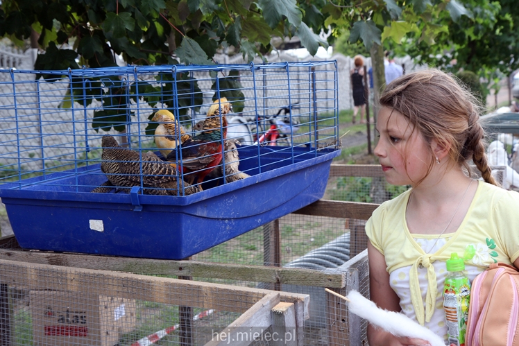 Parada Konna w Żarówce